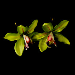 Elegant Delicate Mint Green Orchid Flower Hair Clip